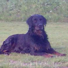 Blanding af racer Molly