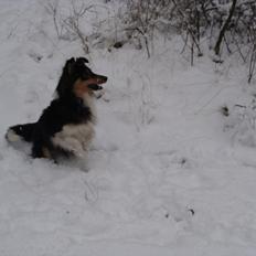 Shetland sheepdog bimmer malou (kida )