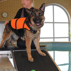 Schæferhund Kiamis Fahra (Mor´s hund)