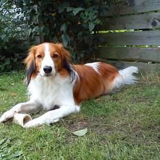 Kooikerhondje Vitovani's Camino D'Belox