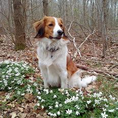 Kooikerhondje Vitovani's Camino D'Belox