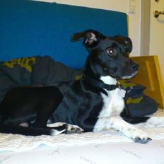 Blanding af racer Tino