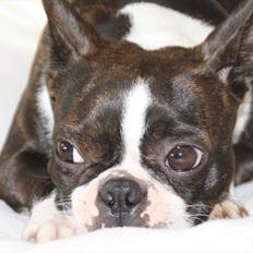 Boston terrier Bubbi