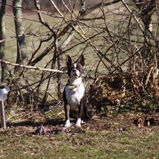 Boston terrier Bubbi