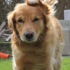 Golden retriever Rocky
