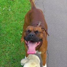 Blanding af racer Cato boxer/amstaff
