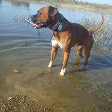 Blanding af racer Cato boxer/amstaff
