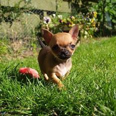 Chihuahua Chloie (DØD)