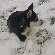 Siberian husky Sov sødt lille Noah <3 R.I.P