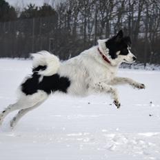 Blanding af racer Samojed/DSG Bella