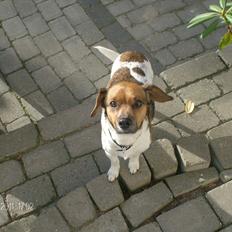 Dansk svensk gaardhund kurt thorsen 