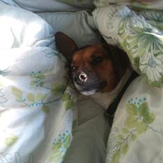 Dansk svensk gaardhund kurt thorsen 