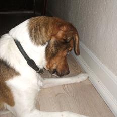 Dansk svensk gaardhund kurt thorsen 