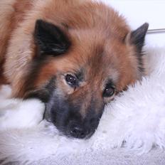 Islandsk fårehund Frenja