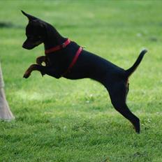 Dvaergpinscher mini mee