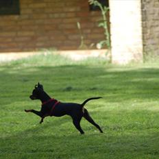 Dvaergpinscher mini mee