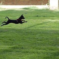 Dvaergpinscher mini mee