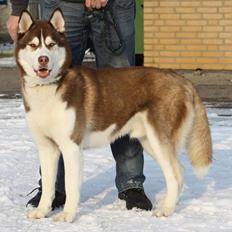 Siberian husky Snow Husky Ziemabor Aslan
