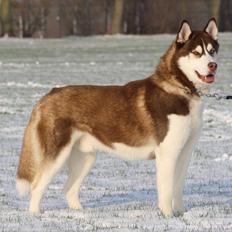 Siberian husky Snow Husky Ziemabor Aslan