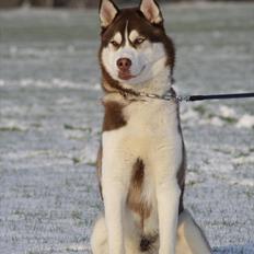 Siberian husky Snow Husky Ziemabor Aslan