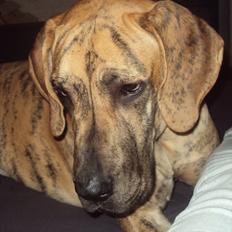 Grand danois La Chica De La Noche.