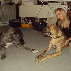 Grand danois La Chica De La Noche.