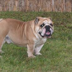 Engelsk bulldog English pirates Pepe