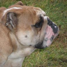 Engelsk bulldog English pirates Pepe