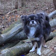 Chihuahua Novak von Lömmel