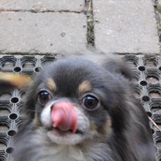 Chihuahua Novak von Lömmel