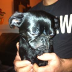 Griffon petit brabancon Grisling