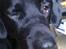 Labrador retriever Basse 
