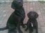 Labrador retriever Basse 