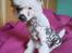 Chinese crested hårløs Stuart