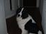 Landseer Gaia