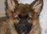 Blanding af racer Chewbacca - Chewbacca - 10½ uge