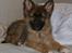 Blanding af racer Chewbacca - Chewbacca - 10½ uge