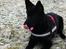 Schæferhund Nelly *AKA* Terroristen. - Nelly 5 måneder gammel:)