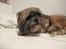 Lhasa apso Dame Kiri Te Kanawa - Wow jeg elsker hende! <3
