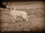 Golden retriever Leongolden a little bit of Heaven - Billede fra 26-11-2011