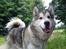 Alaskan malamute Ricky - 3 år gammel