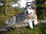 Alaskan malamute Ricky - 4 år gammel