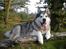 Alaskan malamute Ricky - 4 år gammel
