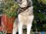 Alaskan malamute Ricky - 2 år gammel