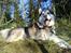 Alaskan malamute Ricky - 2 år gammel