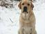 Labrador retriever Posters Yellow Moon (Ramses) - den 27.01.2012 15 mdr. gammel