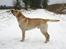 Labrador retriever Posters Yellow Moon (Ramses) - 15 mdr gammel