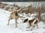 Labrador retriever Posters Yellow Moon (Ramses) - Vild leg den 27.01.2012