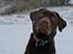 Labrador retriever KASJA * Solgt d.19 - 02 - 2012* - Dejlige hund!
