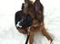 Schæferhund Langtoftens Cato - sne sne sne ....